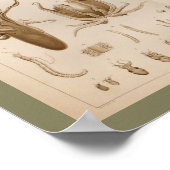 1896ヴィンテージタコ解剖学プリント ポスター (角)