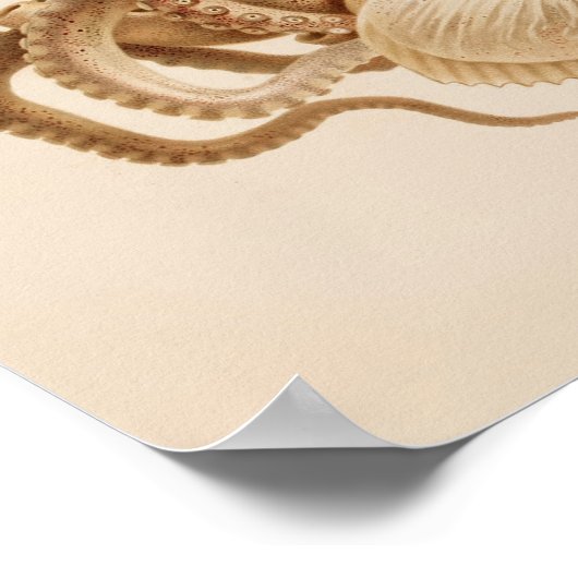 1896年ヴィンテージカラー タコの美術印刷物 ポスター (角)