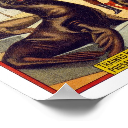 1899年、素晴らしい訓練を受けたサーカスシール。ヴィンテージ ポスター (角)