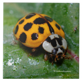 18 – 斑点のある黄色と黒のラディバグ タイル