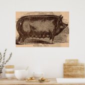 19世紀の豚プリントバークシャーno. 1 ポスター (キッチン)