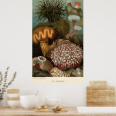 19世紀プリントアネモネ ポスター (キッチン)