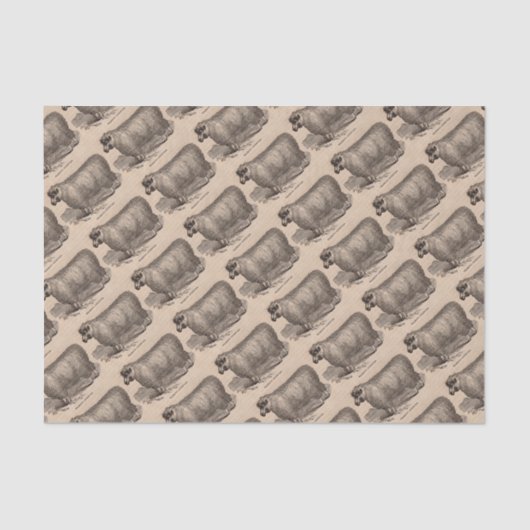 19世紀プリント憧れのコッツウォルド羊 薄葉紙 (正面)