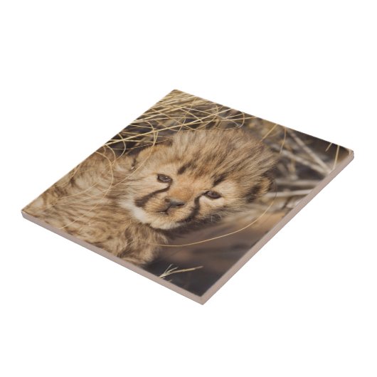 19日歳男の子。ナミビア タイル (側面)