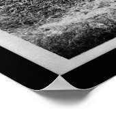 1900年クラフリン大学でジャガイモの収穫 ポスター (角)