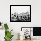 1900年クラフリン大学でジャガイモの収穫 ポスター (ホームオフィス)