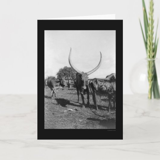 1901年アフリカに大きな角を持つ牛 カード (正面)