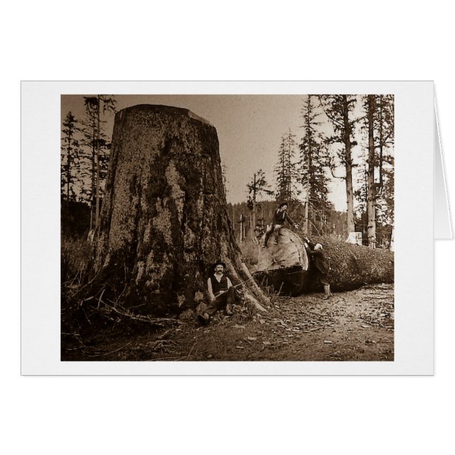 1903年のヴィンテージの樵の幻灯のスライド (正面横)