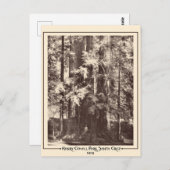 1903年カリフォルニア州サンタクルス、ヘンリー・コーウェル・パーク   ポストカード (正面/裏面)