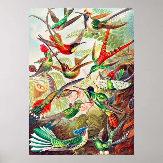 1904ハミングバードプリント ポスター (正面)