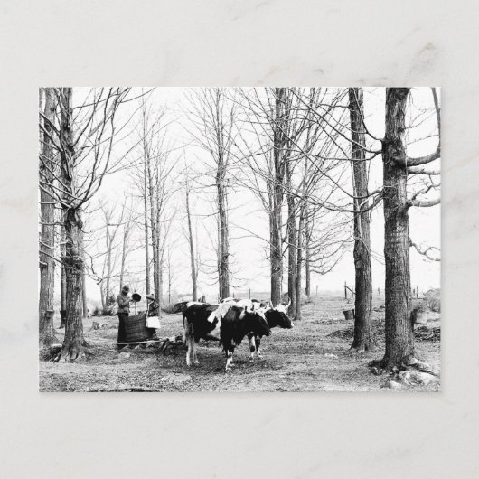 1904メープルシュガーキャンプバーモント葉書 ポストカード (正面)