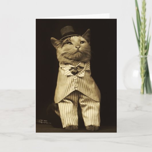 1906年から着飾った猫のグリーティングヴィンテージ カード (正面)