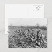 1906年の収穫期 ポストカード (正面/裏面)