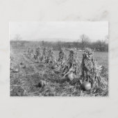 1906年の収穫期 ポストカード (正面)