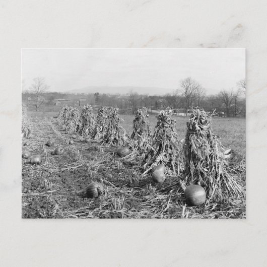 1906年の収穫期 ポストカード (正面)