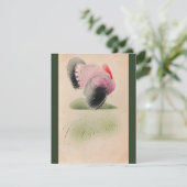 1907年ヴィンテージ感謝祭ピンクとグレーのトルコ カード (スタンド正面)