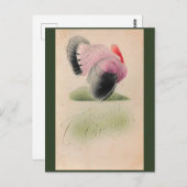 1907年ヴィンテージ感謝祭ピンクとグレートルコ ポストカード (正面/裏面)