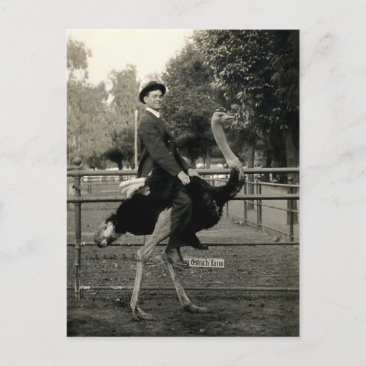 1910年ダチョウに乗る ポストカード (正面)
