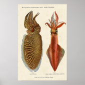 1913年セピアとタコ ポスター (正面)