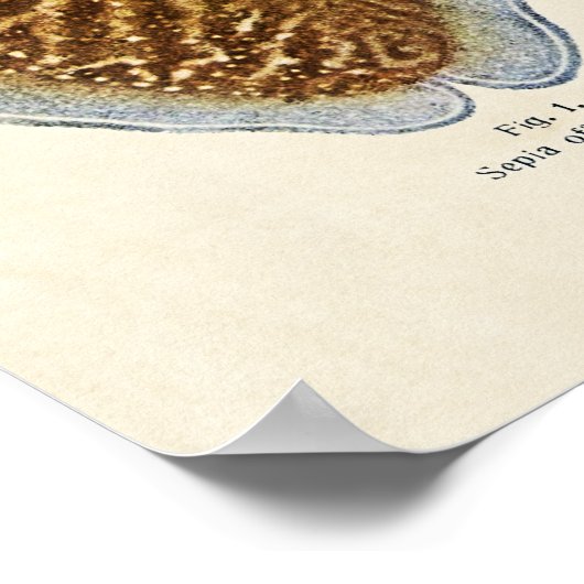 1913年セピアとタコ ポスター (角)