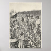 1916年綿摘み ポスター (正面)