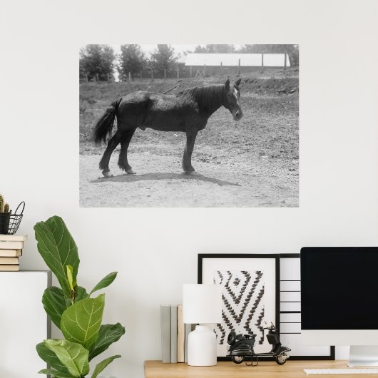 1916退職した年頃の軍馬 ポスター (ホームオフィス)