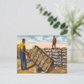 1920年代の深い南部の綿花 ポストカード (スタンド正面)