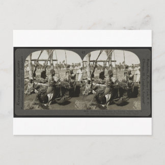 1928年にエジプトのナイル川から水を汲み上げる ポストカード