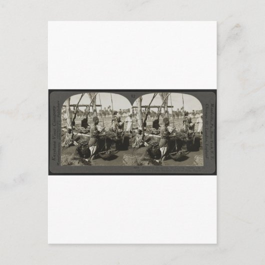 1928年にエジプトのナイル川から水を汲み上げる ポストカード (正面)