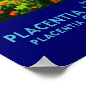 1930年代のフルーツクラートレーベルShamrock Navel Orange ポスター (角)