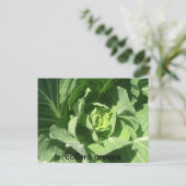 1933年2月28日、カラードグリーン ポストカード (スタンド正面)