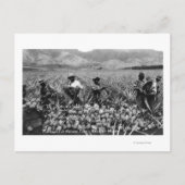 1934年にハワイで撮影された黒人男性が収穫時にパイナップルを選ぶ写真 - ポストカード (正面)