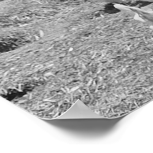 1936食べ物を与え年の農家の女の子の鶏。ヴィンテージ写真 ポスター (角)