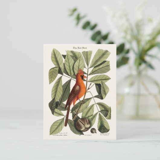 193.赤い鳥 ポストカード (スタンド正面)