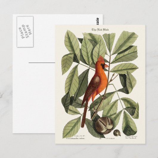 193.赤い鳥 ポストカード (正面/裏面)