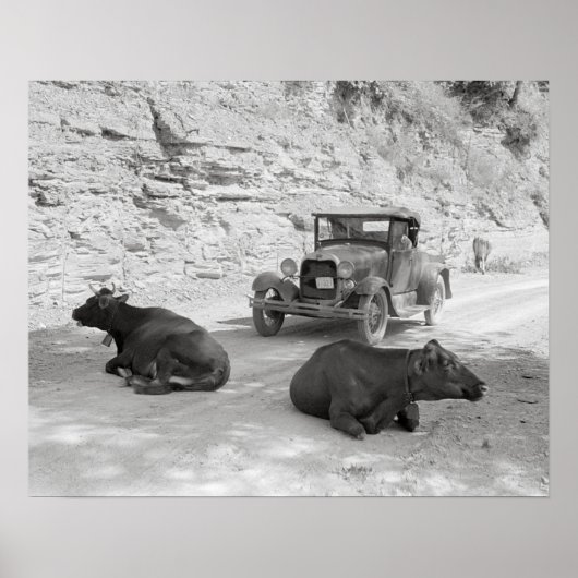 1940年の牛の道路封鎖。ヴィンテージ写真 ポスター (正面)