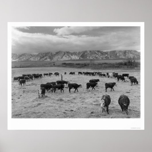 1943年の牛 ポスター (正面)