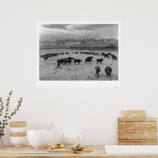 1943年の牛 ポスター (キッチン)