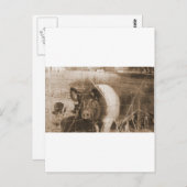 1960年代の豚 ポストカード (正面/裏面)