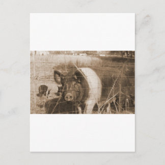 1960年代の豚 ポストカード