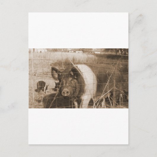 1960年代の豚 ポストカード (正面)