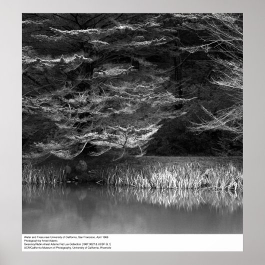 1966年、UCサンフランシスコ付近の水と木 ポスター (正面)