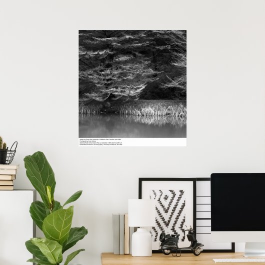 1966年、UCサンフランシスコ付近の水と木 ポスター (ホームオフィス)