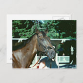 1977年の競走馬 ポストカード (正面/裏面)
