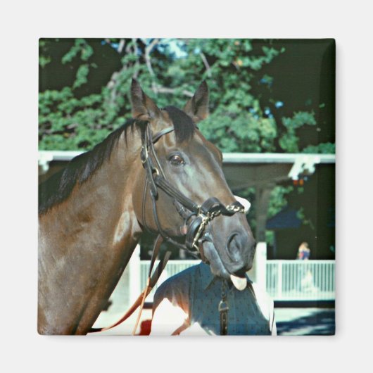 1977年の競走馬 マグネット (正面)