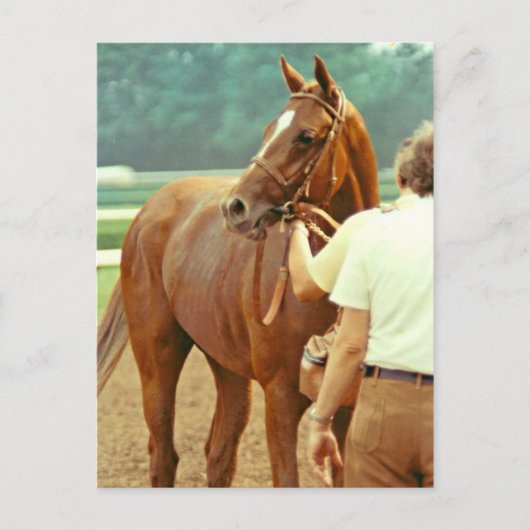 1978年に確認されたサラブレッド競走馬 ポストカード (正面)
