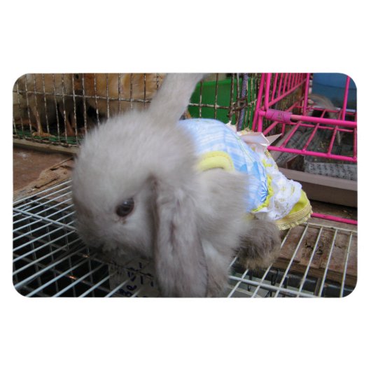 198.ドレスを着たウサギ マグネット (横)