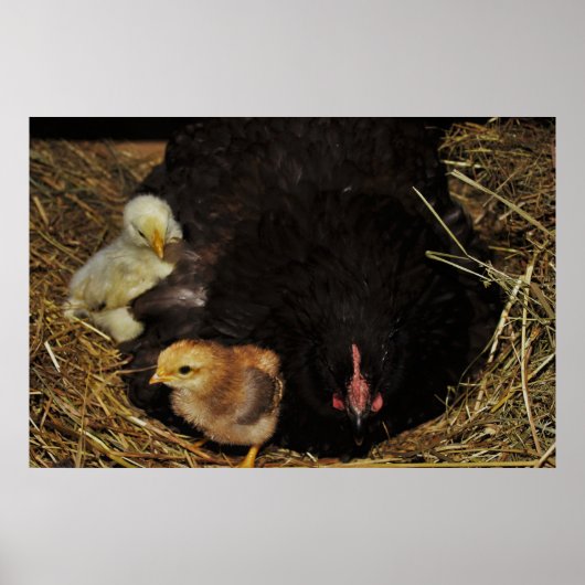 198.ママと彼女の雛 ポスター (正面)