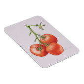 1997年のつる植物の3トマト マグネット (右側)