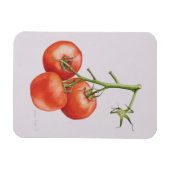 1997年のつる植物の3トマト マグネット (横)